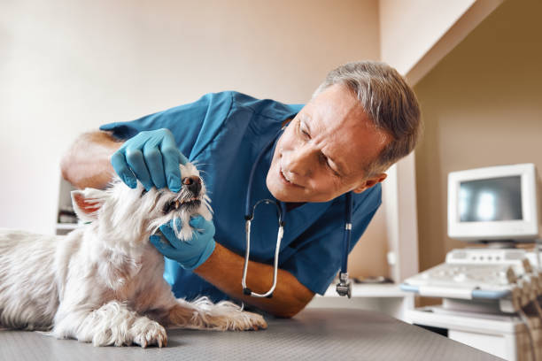 Best Emergency Tooth Extraction in Mountain City, GA